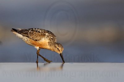 Red Knot - July 2008 - Bryan Beach