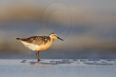 _MG_0659 Red Knot.jpg