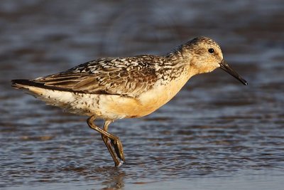 _MG_0683 Red Knot.jpg