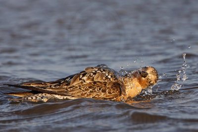 _MG_0880 Red Knot.jpg