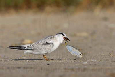 _MG_5866 Least Tern.jpg
