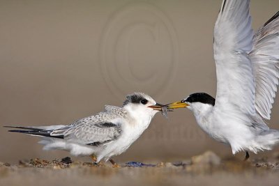 _MG_6019 Least Tern.jpg