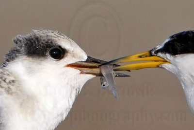 Least Tern - feeding juveniles