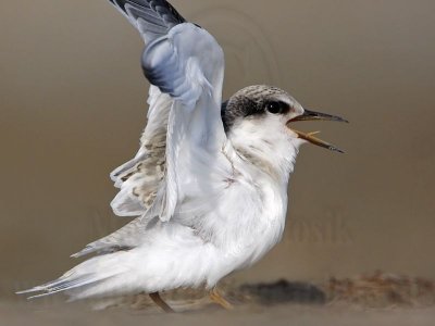 _MG_6631 Least Tern.jpg