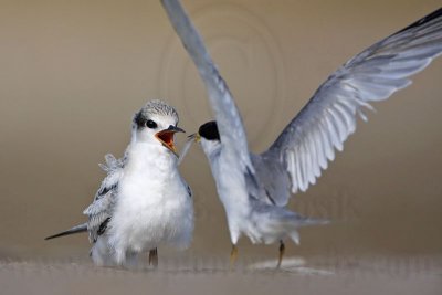 _MG_6644 Least Tern.jpg