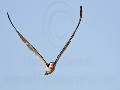 _MG_6123 Black Skimmer.jpg