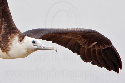 _MG_0313crop Magnificent Frigatebird.jpg