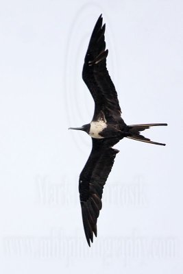 _MG_5154 Magnificent Frigatebird.jpg