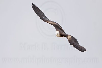 _MG_0305 Magnificent Frigatebird.jpg