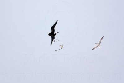 _MG_4975 Magnificent Frigatebird.jpg