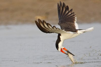 _MG_1257 Black Skimmer.jpg