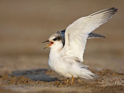 _MG_4768 Least Tern.jpg