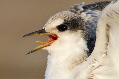 _MG_4773crop Least Tern.jpg