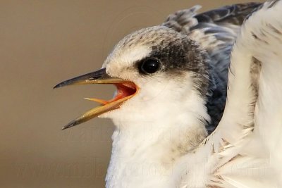 _MG_4773crop Least Tern.jpg