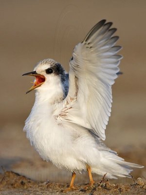 _MG_4778 Least Tern.jpg