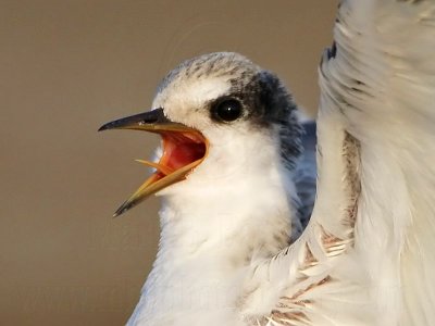 _MG_4778crop Least Tern.jpg