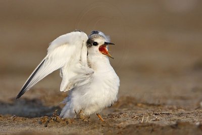 _MG_4786 Least Tern.jpg