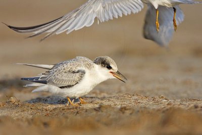 _MG_4797 Least Tern.jpg