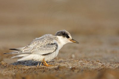 _MG_4799 Least Tern.jpg