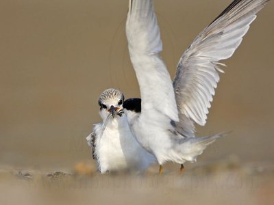 _MG_5170 Least Tern.jpg