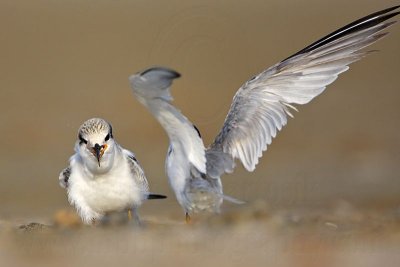 _MG_5173 Least Tern.jpg