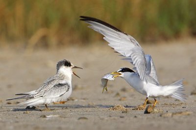 _MG_5815 Least Tern.jpg