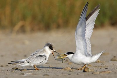 _MG_5817 Least Tern.jpg