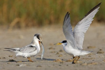 _MG_5819 Least Tern.jpg