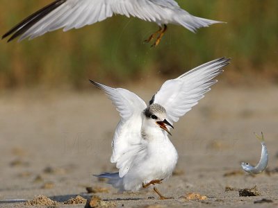 _MG_5830 Least Tern.jpg