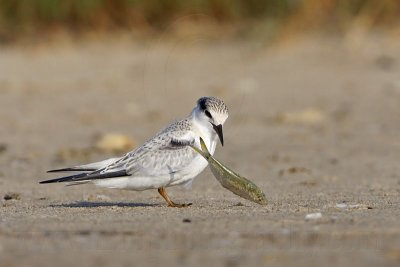 _MG_5869 Least Tern.jpg