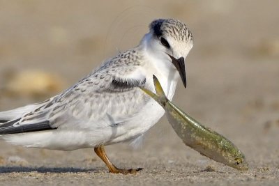 _MG_5869crop Least Tern.jpg