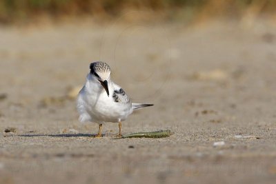_MG_5873 Least Tern.jpg