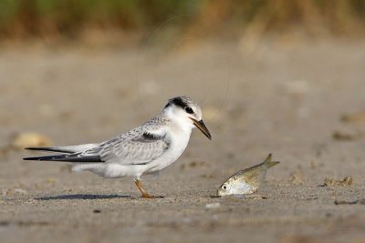_MG_5885 Least Tern.jpg