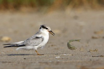 _MG_5886 Least Tern.jpg