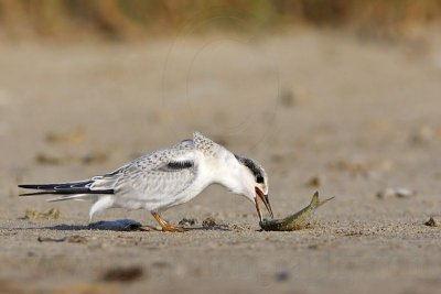 _MG_5902 Least Tern.jpg