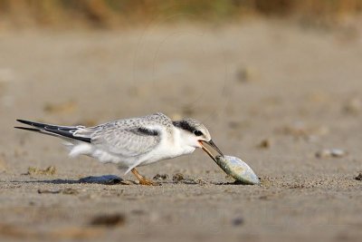 _MG_5903 Least Tern.jpg
