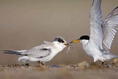 _MG_6020 Least Tern.jpg