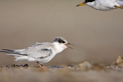 _MG_6022 Least Tern.jpg