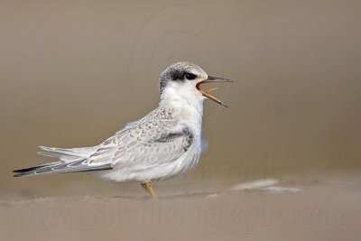 _MG_6661 Least Tern.jpg