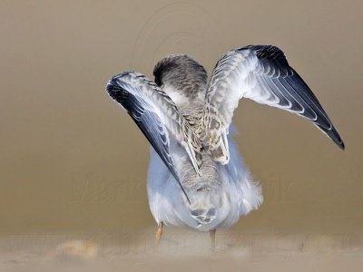 _MG_6674 Least Tern.jpg