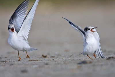 _MG_6954 Least Tern.jpg