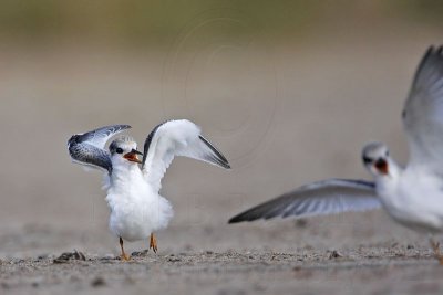 _MG_6960 Least Tern.jpg