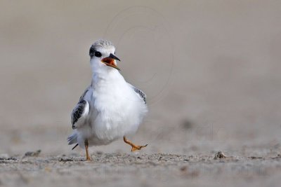 _MG_6962 Least Tern.jpg