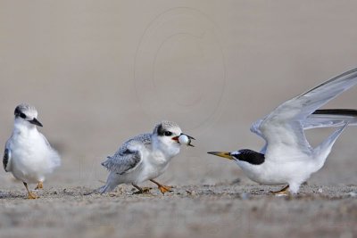 _MG_6971 Least Tern.jpg