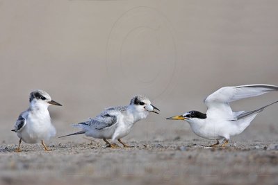 _MG_6972 Least Tern.jpg