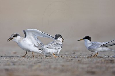 _MG_6975 Least Tern.jpg
