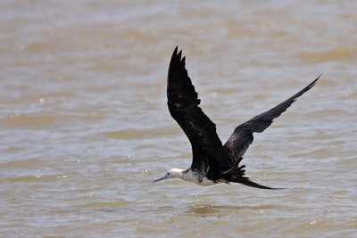 _MG_2469 Magnificent Frigatebird.jpg