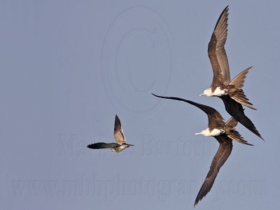 _MG_4461 Magnificent Frigatebird.jpg