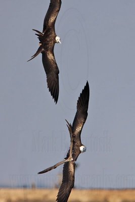 _MG_4475 Magnificent Frigatebird.jpg