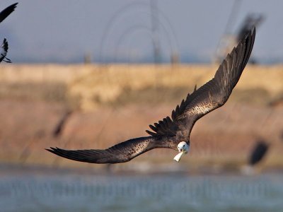 _MG_4477 Magnificent Frigatebird.jpg